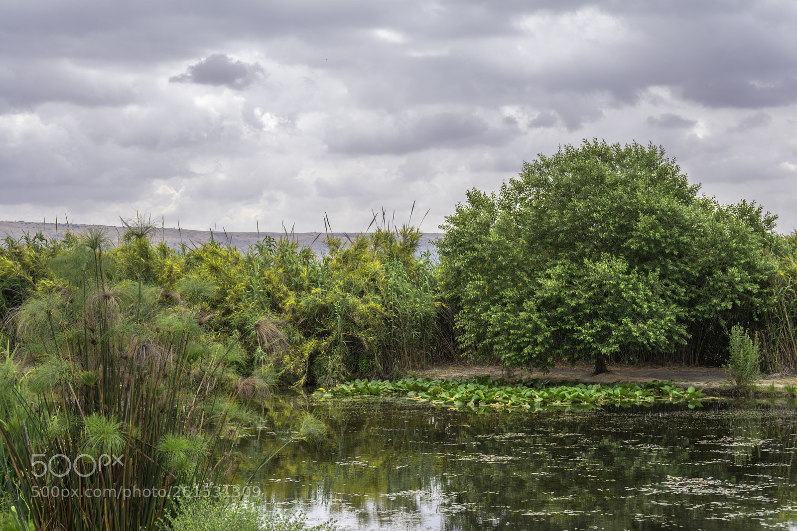 Nikon D7100 sample photo. Hula valley photography