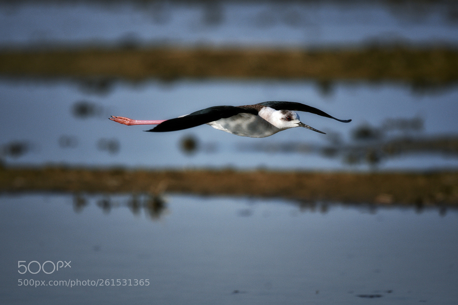 Nikon D500 sample photo. In flight photography