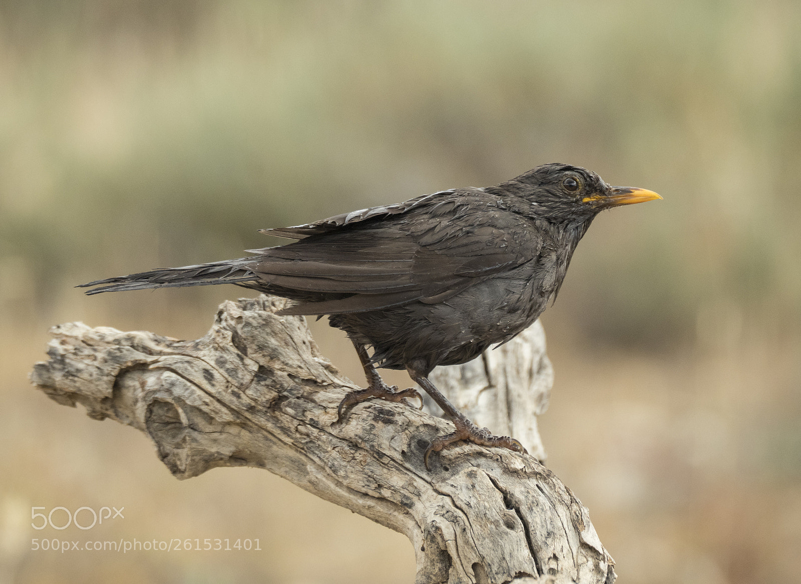 Olympus OM-D E-M1 Mark II sample photo. Turdus merula. photography