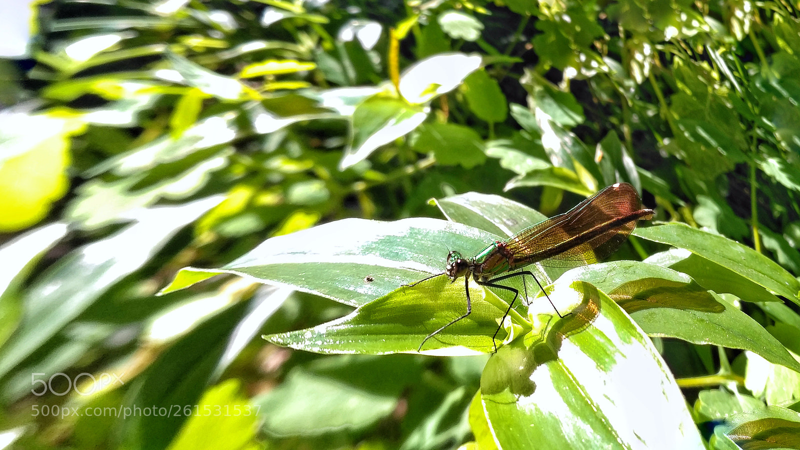 Xiaomi Redmi 3S sample photo. Untitled photography