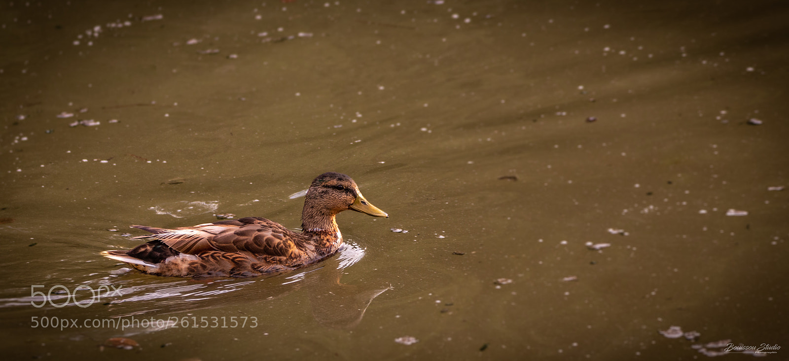 Canon EOS 80D sample photo. Jolie petit canard marron photography
