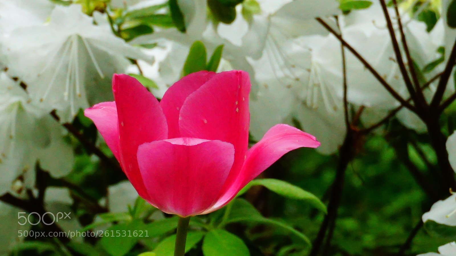 Sony a6000 sample photo. Flower photography