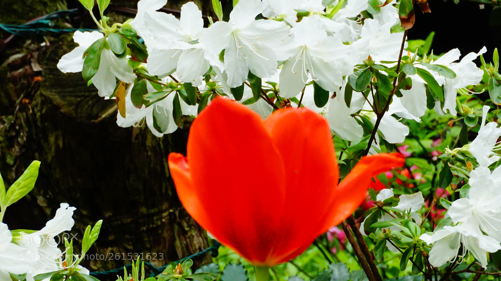 Sony a6000 sample photo. Flower photography
