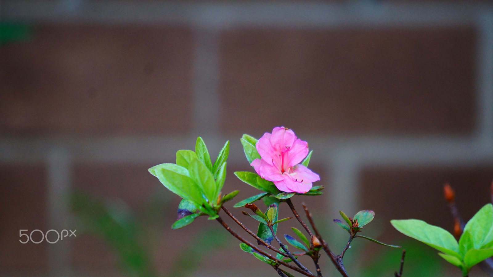 Sony E 55-210mm F4.5-6.3 OSS sample photo. Flower photography