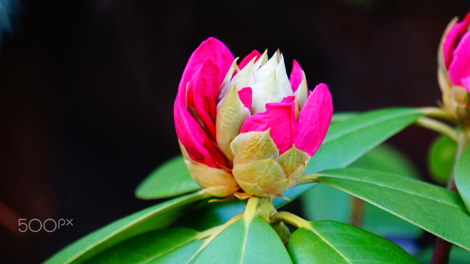 Sony E 55-210mm F4.5-6.3 OSS sample photo. Flower photography
