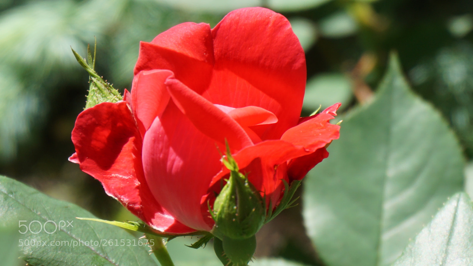 Sony a6000 sample photo. Flower photography