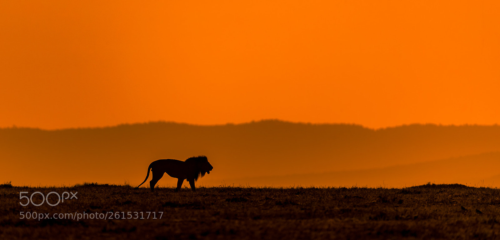 Canon EOS-1D X Mark II sample photo. African lion photography