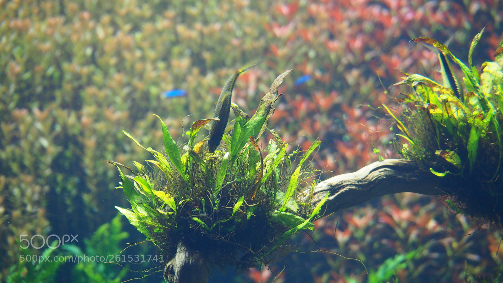 Olympus OM-D E-M10 II sample photo. Hungry fish photography
