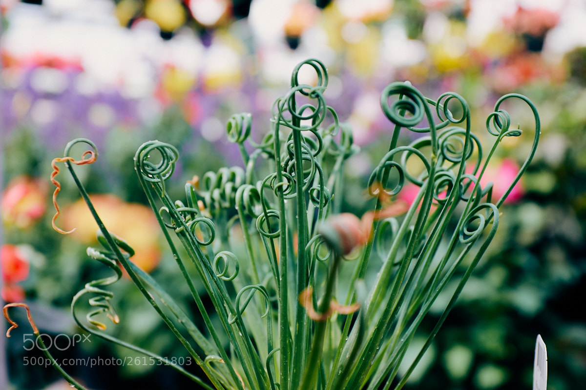 Fujifilm X100S sample photo. Twisted tops photography