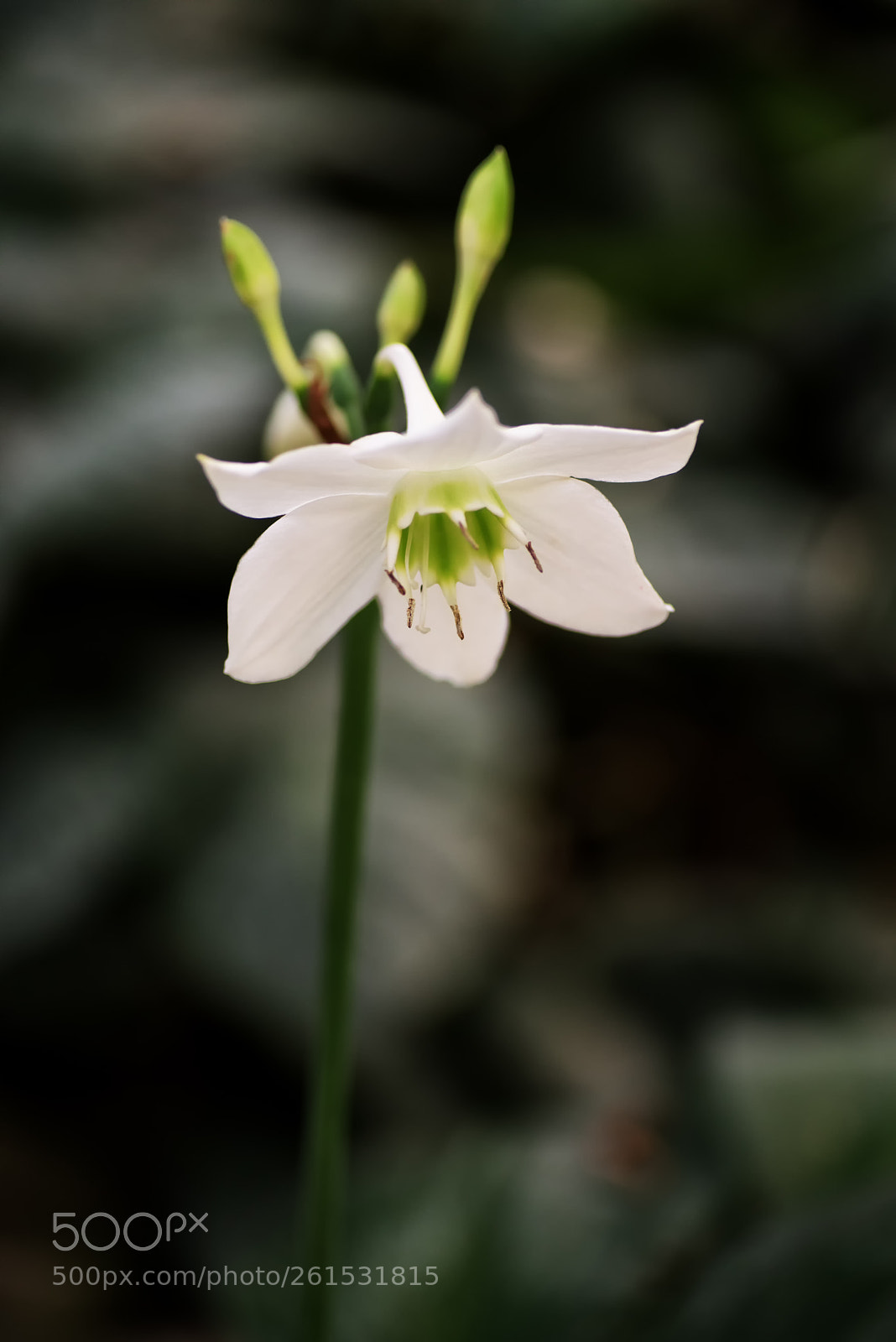 Nikon D810 sample photo. Eucharis photography