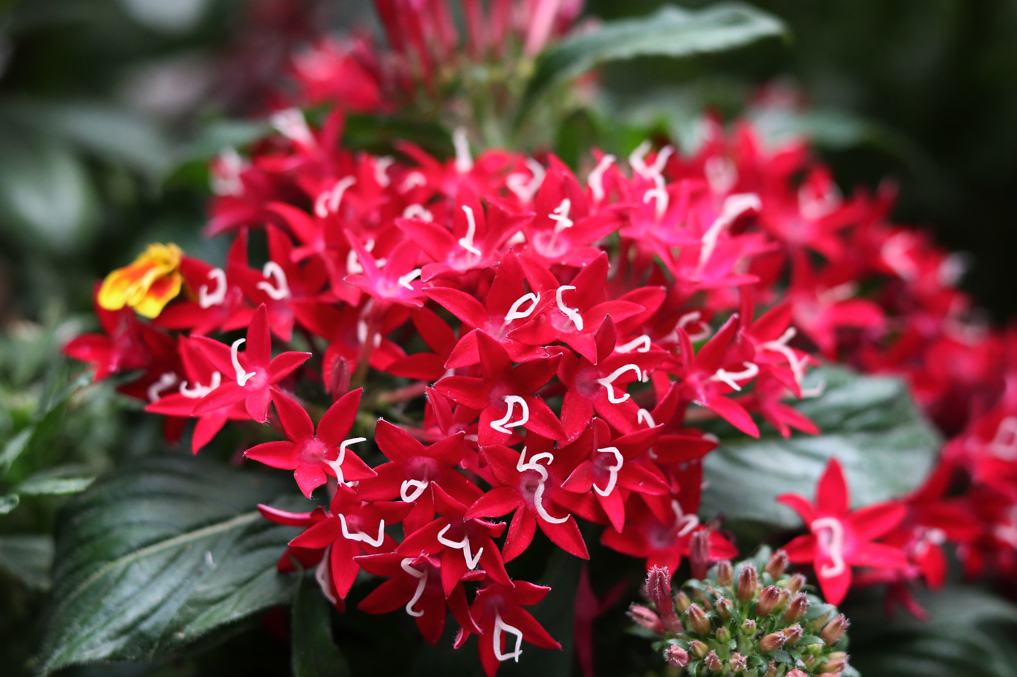 Canon EOS 800D (EOS Rebel T7i / EOS Kiss X9i) sample photo. Little red flowers photography