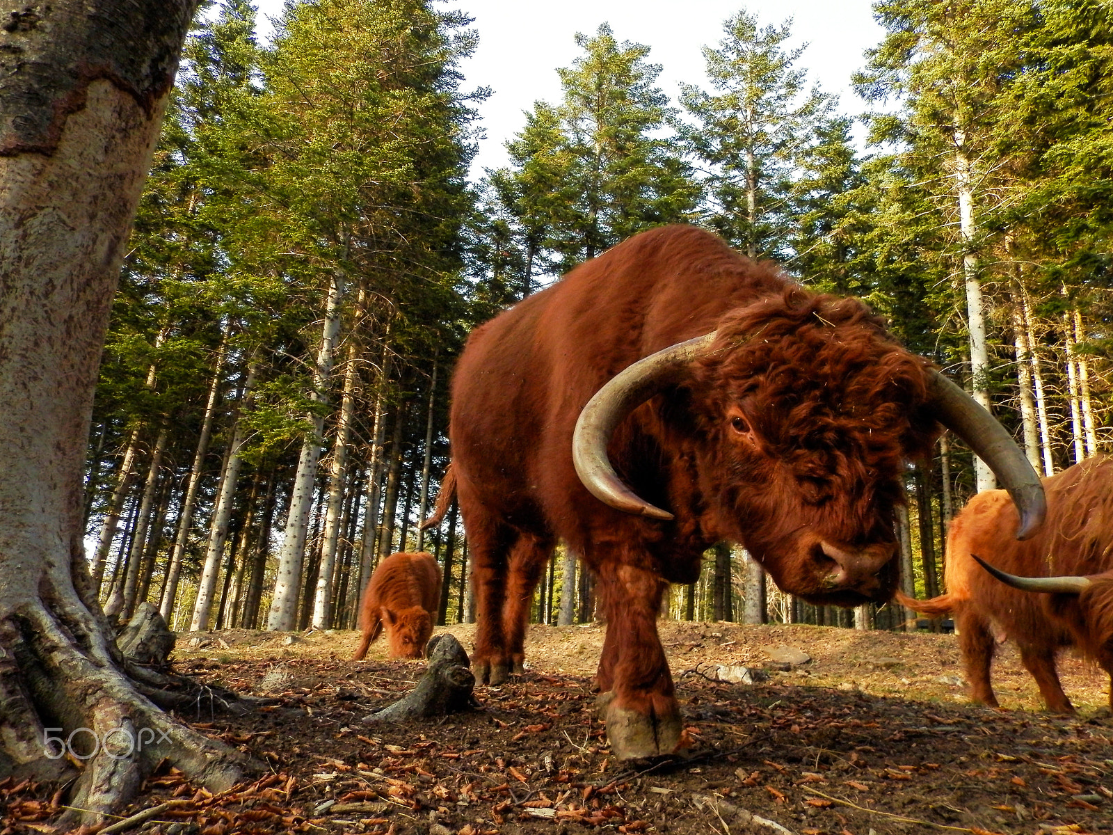 Olympus SP-620UZ sample photo. Highland cattle photography