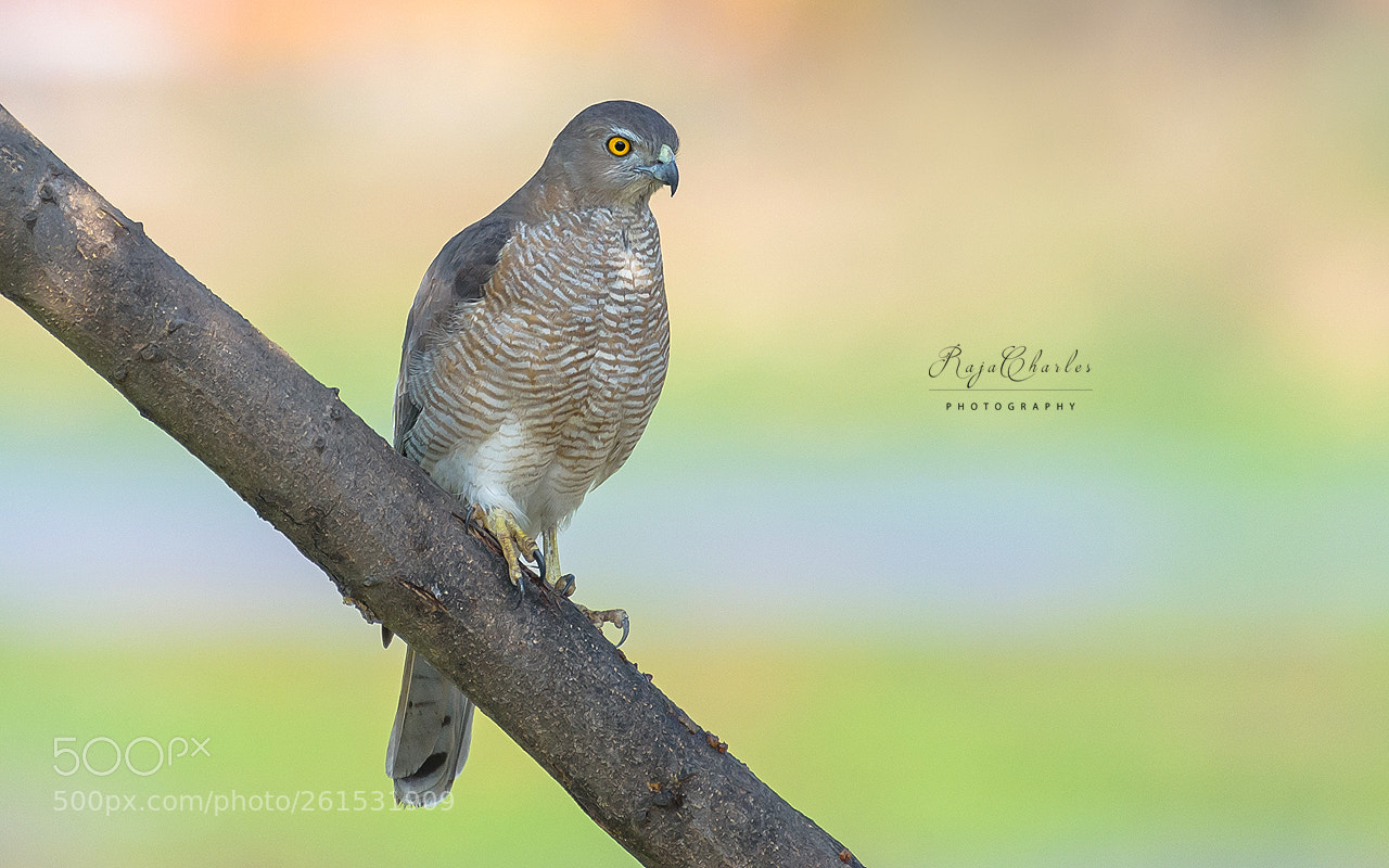 Nikon D810 sample photo. Shikra photography
