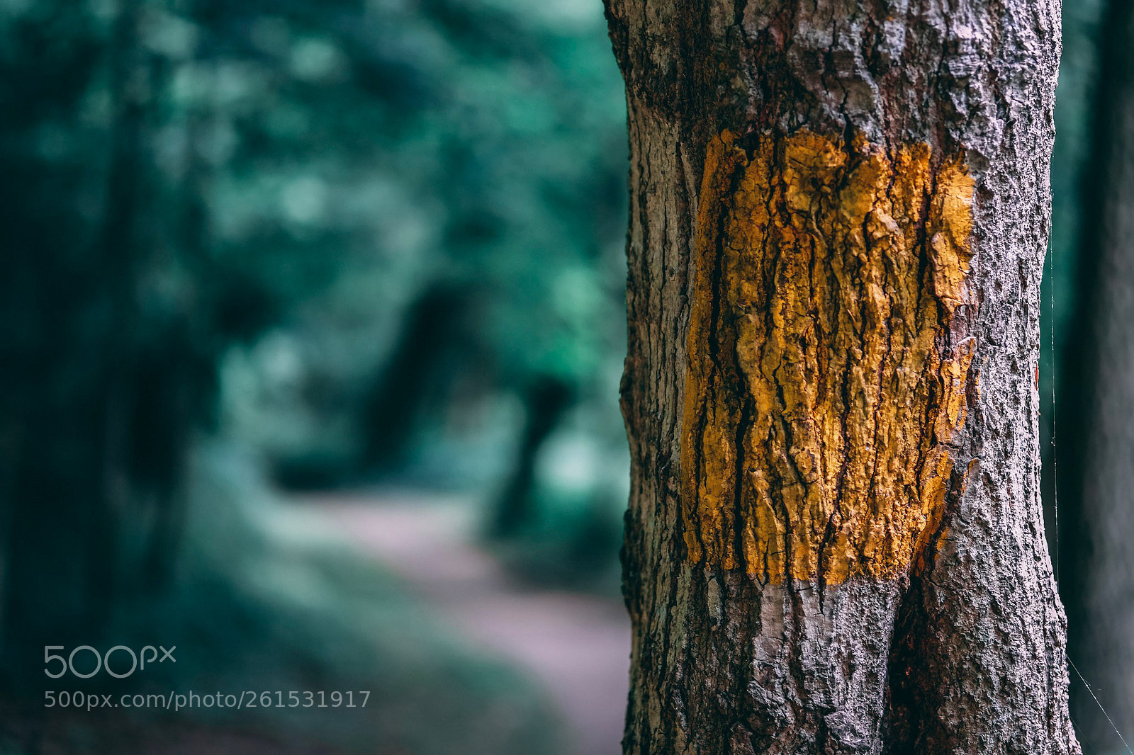 Fujifilm X-T20 sample photo. Yesterday's trails photography