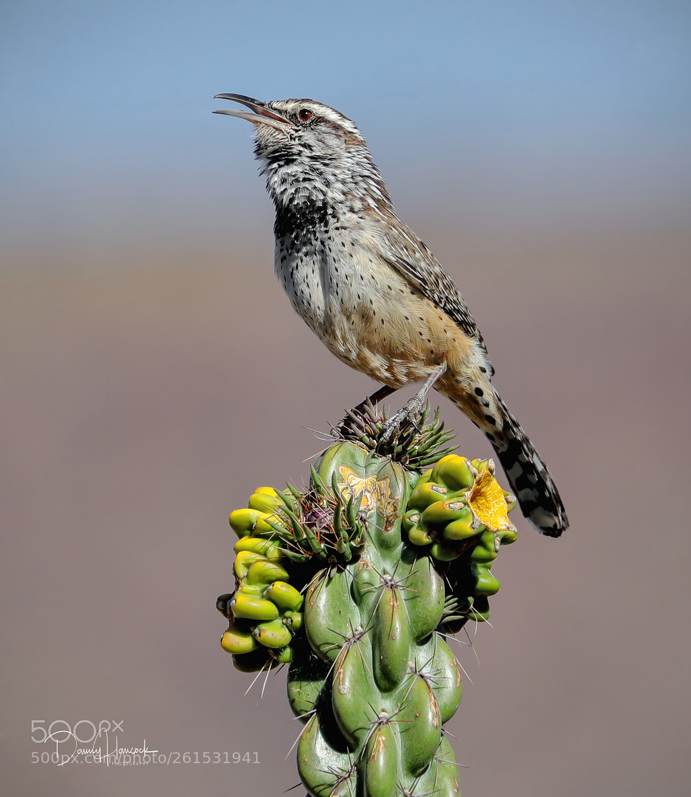 Canon EOS-1D X Mark II sample photo. Cactus wren photography