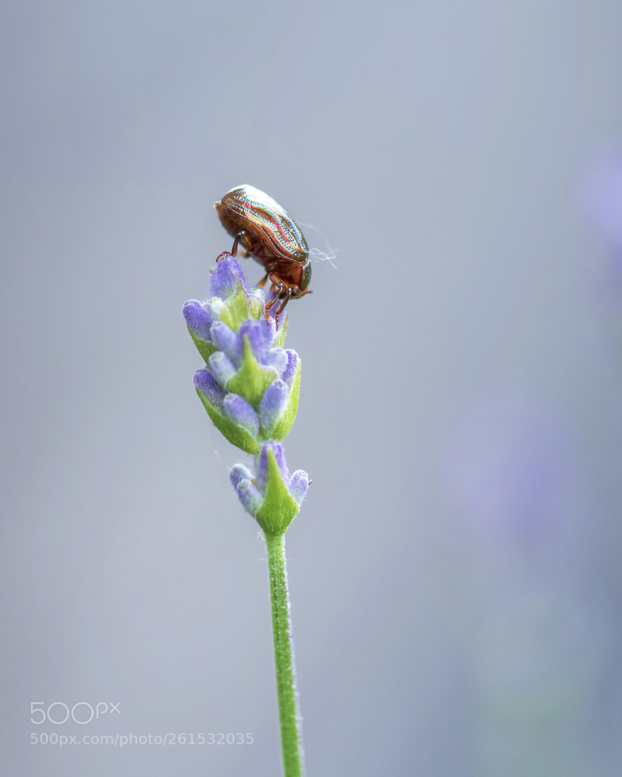 Nikon D750 sample photo. Chrysolina americana or rosemary photography