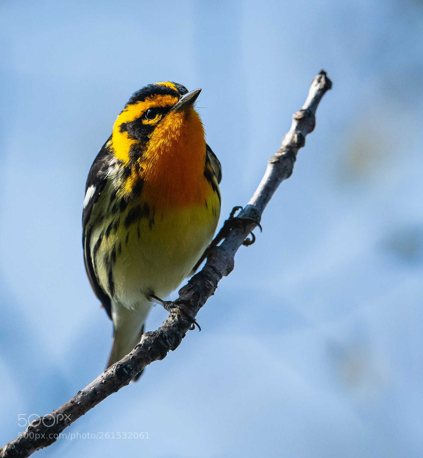 Nikon D850 sample photo. Blackburnian warbler up close photography