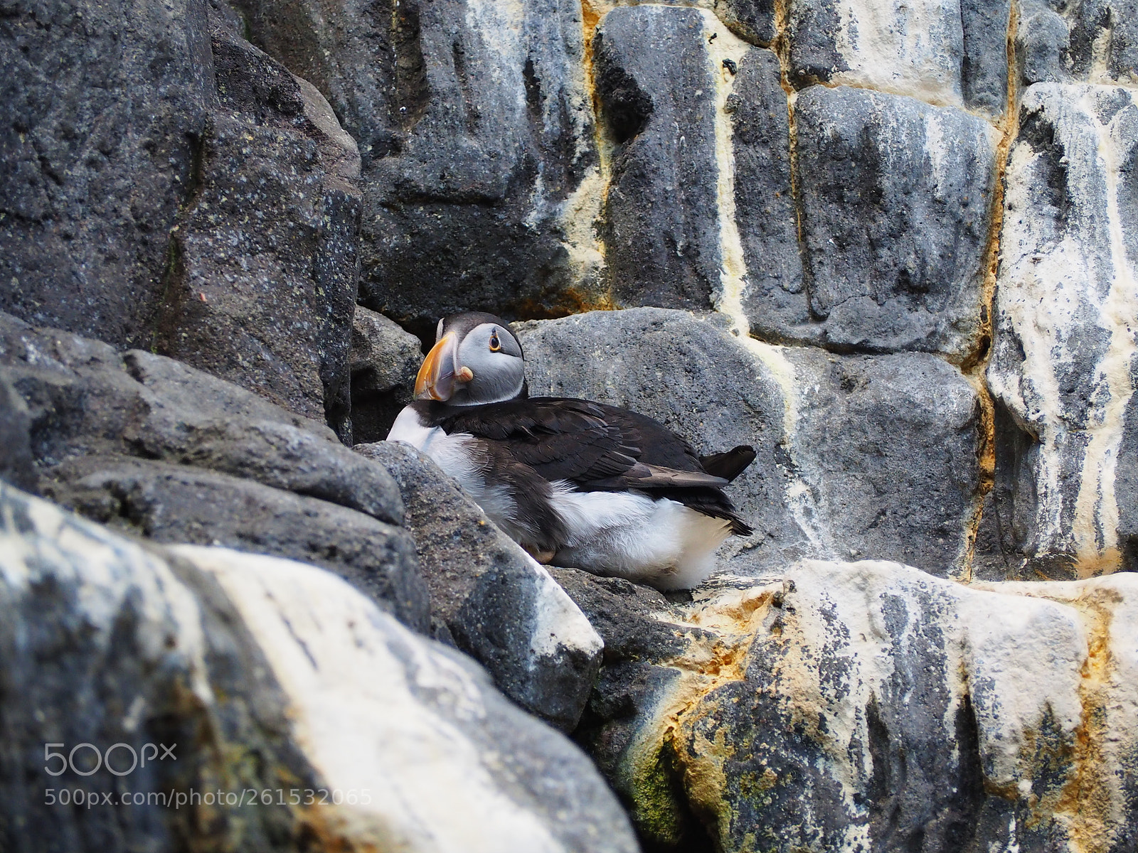 Olympus OM-D E-M10 II sample photo. Puffin photography