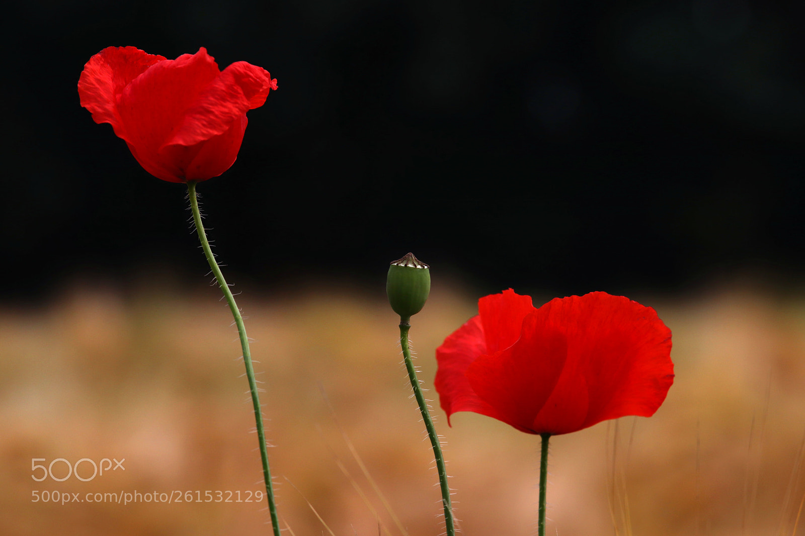 Canon EOS 77D (EOS 9000D / EOS 770D) sample photo. Poppy photography