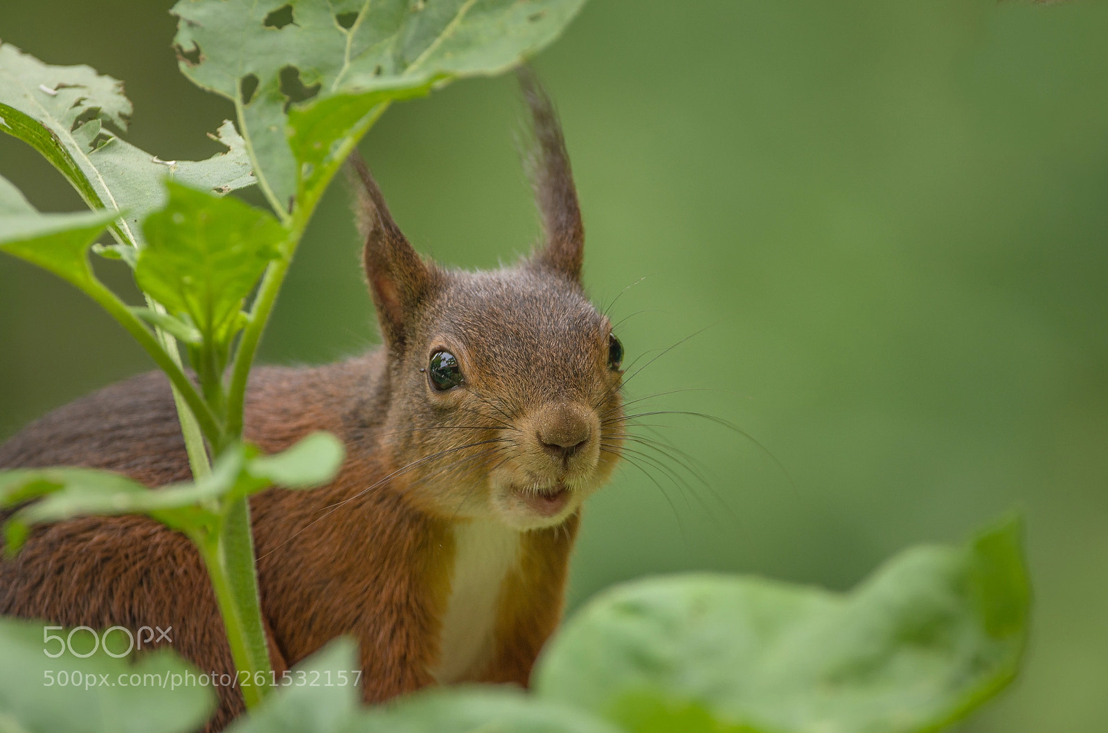 Nikon D5100 sample photo. My little friend photography