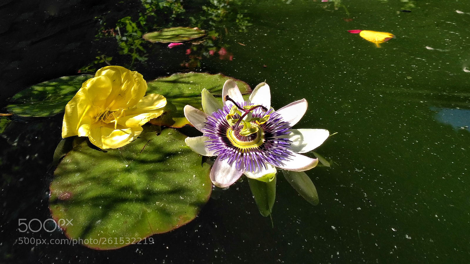 Xiaomi Redmi 3S sample photo. Untitled photography