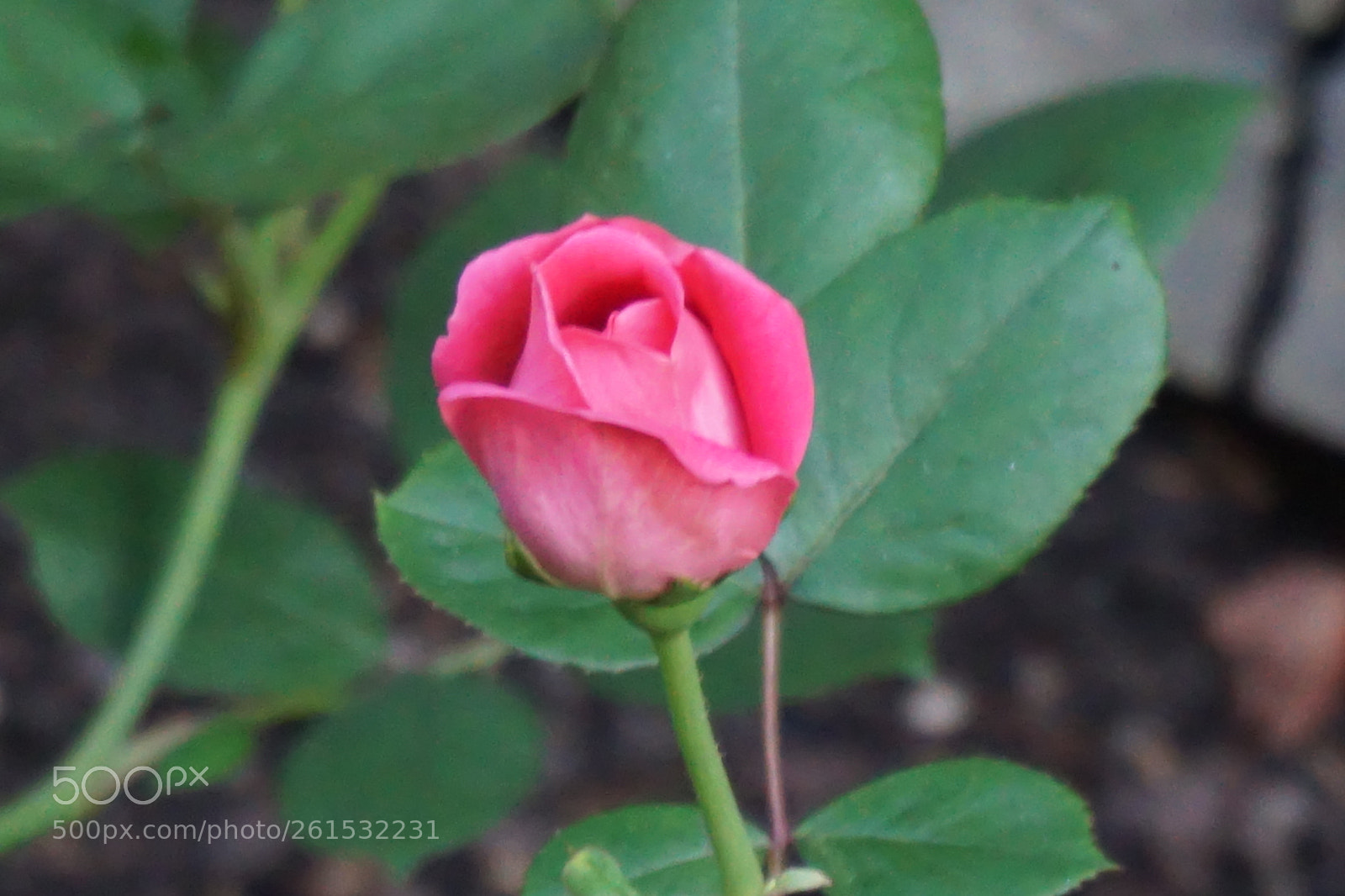 Sony a6000 sample photo. Flower photography