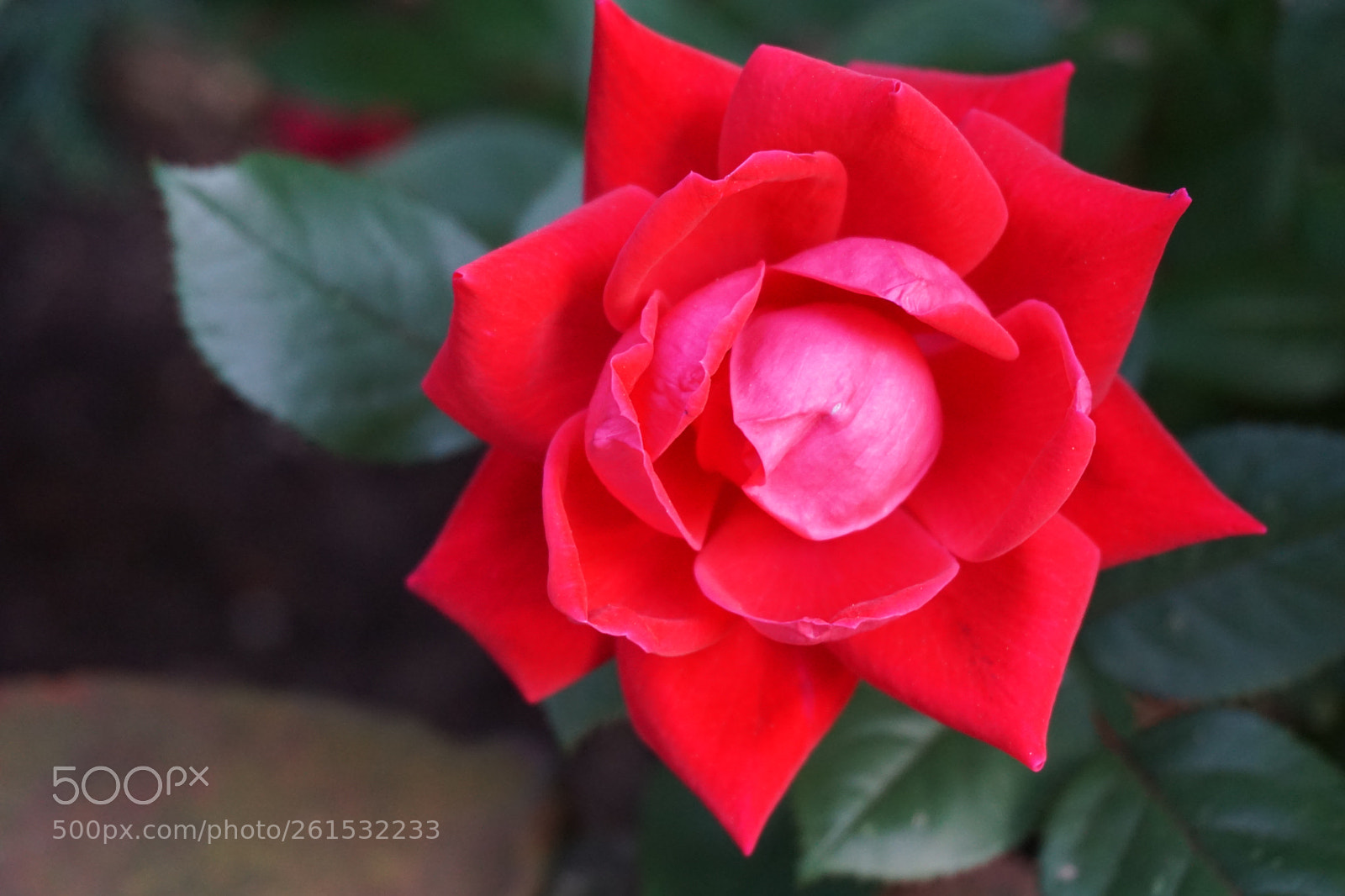 Sony a6000 sample photo. Flower photography