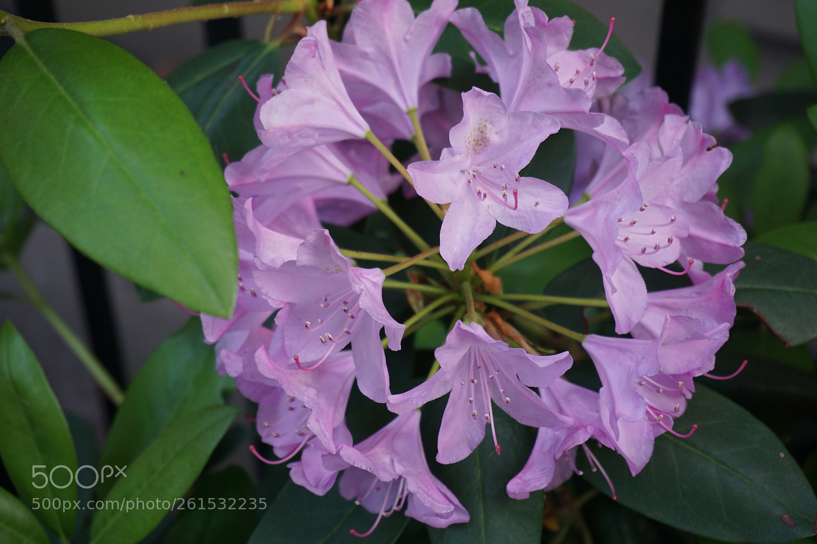 Sony a6000 sample photo. Flower photography