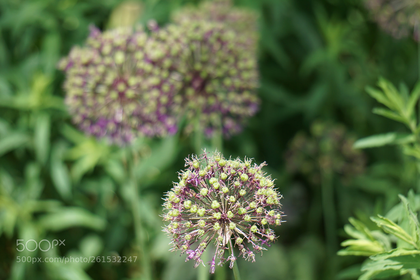 Sony a6000 sample photo. Flower photography