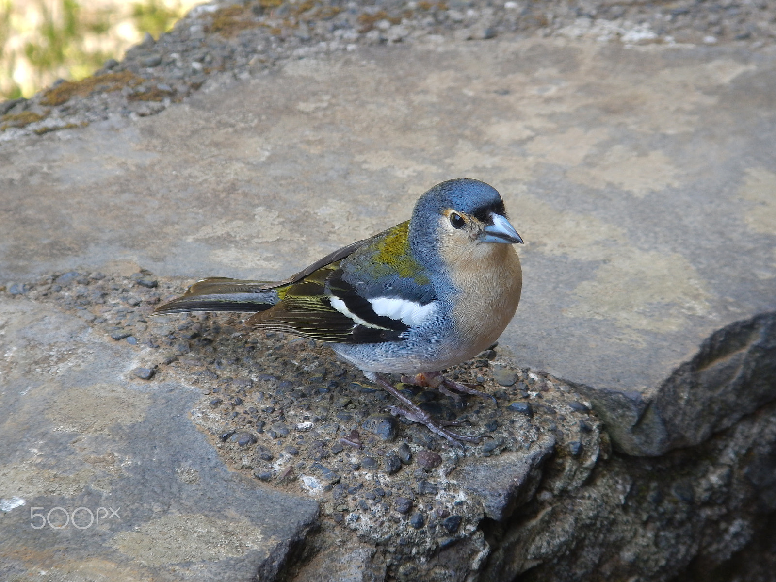 Nikon Coolpix AW110 sample photo. Blue bird in madeira photography