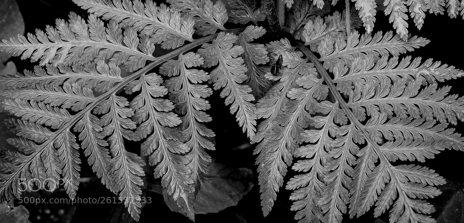 Nikon D850 sample photo. Fern photography