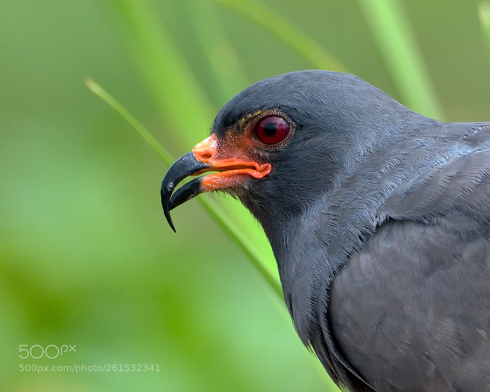 Nikon D7200 sample photo. Snail kite portrait photography