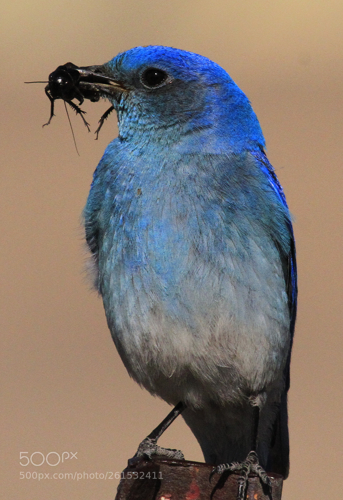 Canon EOS 7D sample photo. Bluebird with breakfast photography