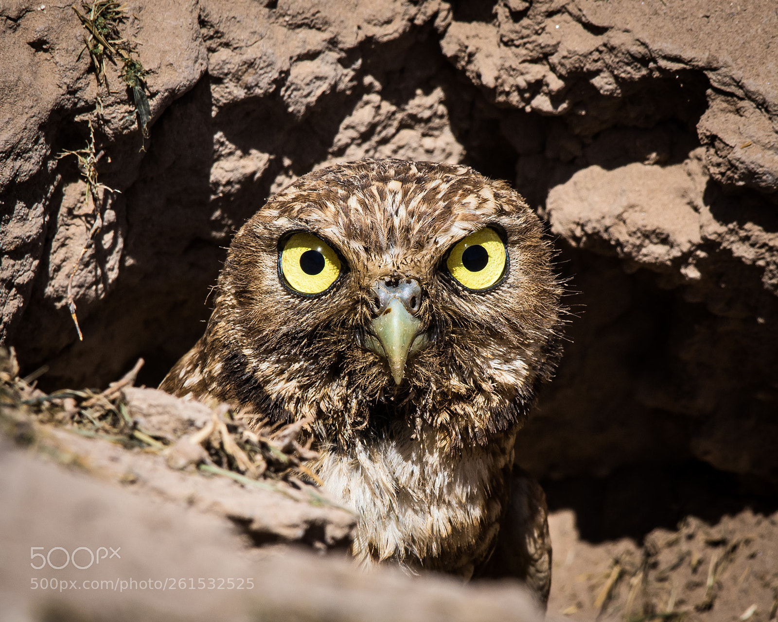 Nikon D7200 sample photo. Burrowing owl photography
