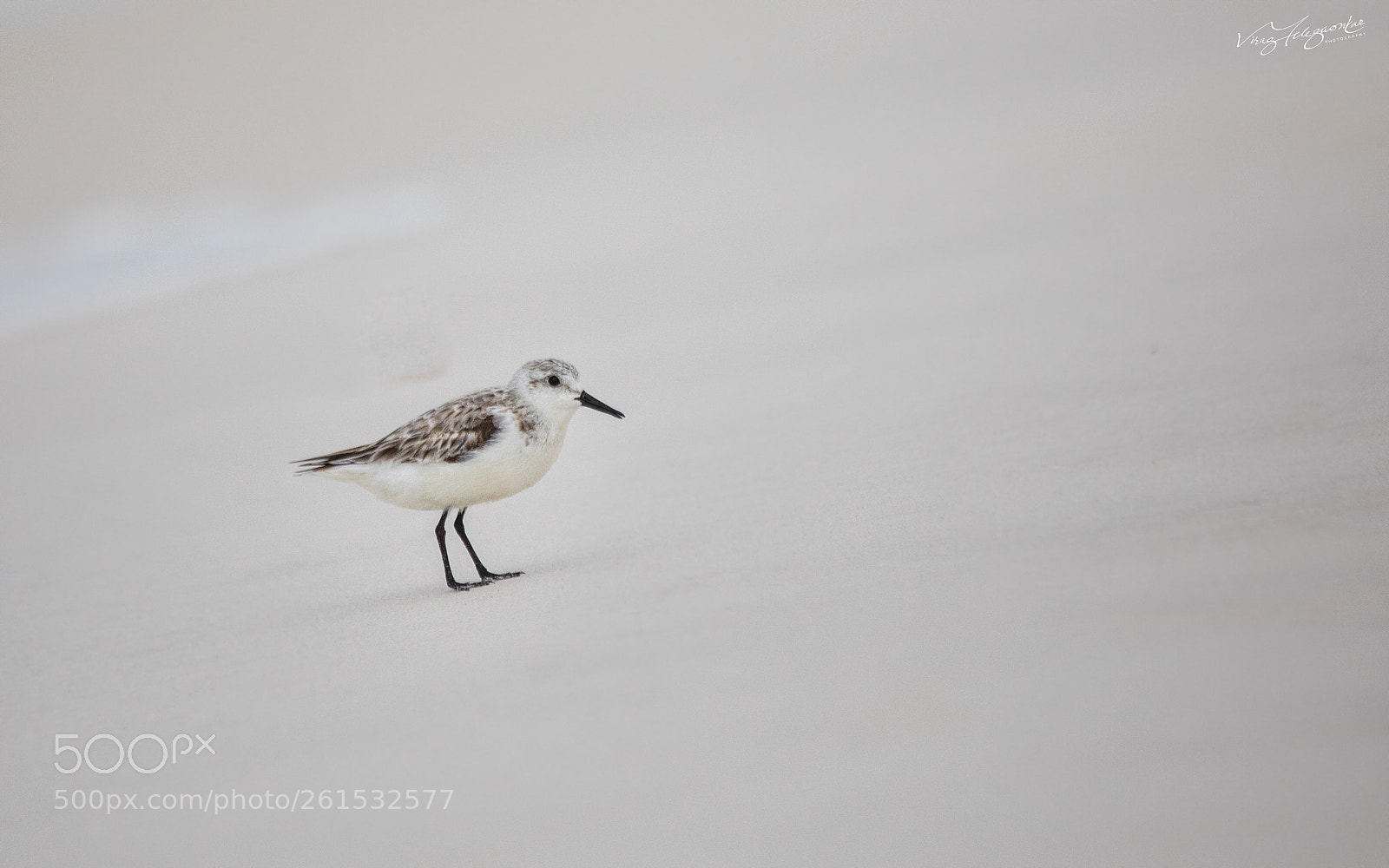 Canon EOS 5D Mark IV sample photo. Semipalmated sandpiper photography