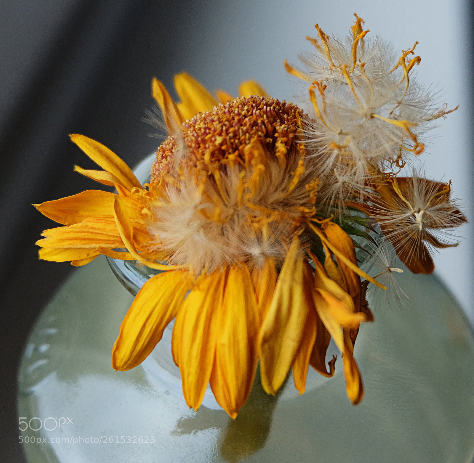 Fujifilm X-T10 sample photo. Und das leben photography