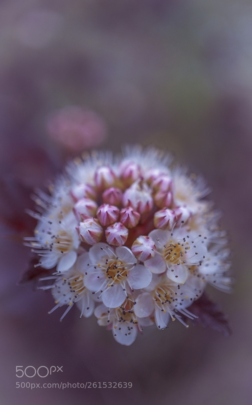 Sony a7 II sample photo. Purple rain photography