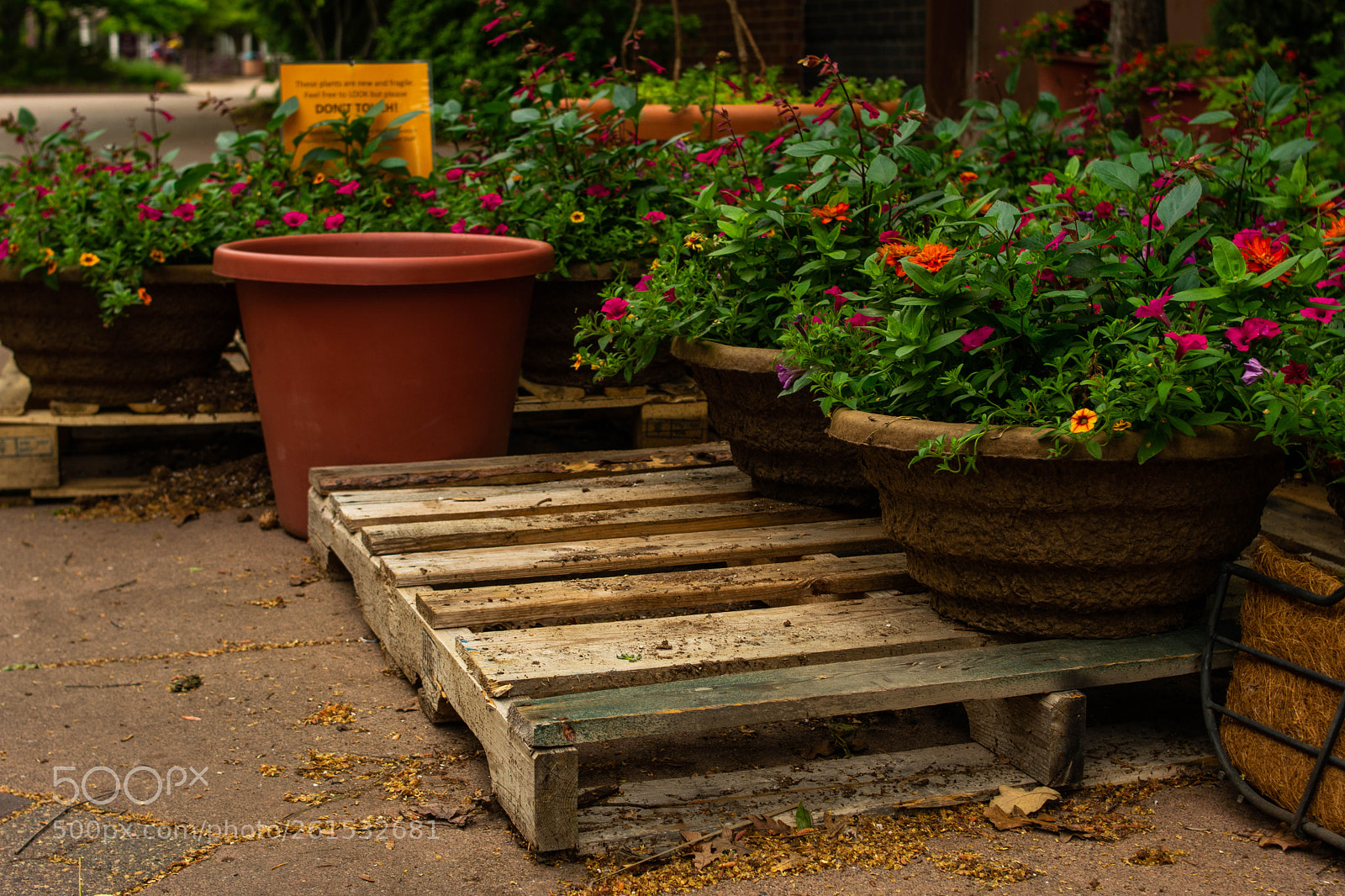 Nikon D3400 sample photo. Pallet of flowers photography