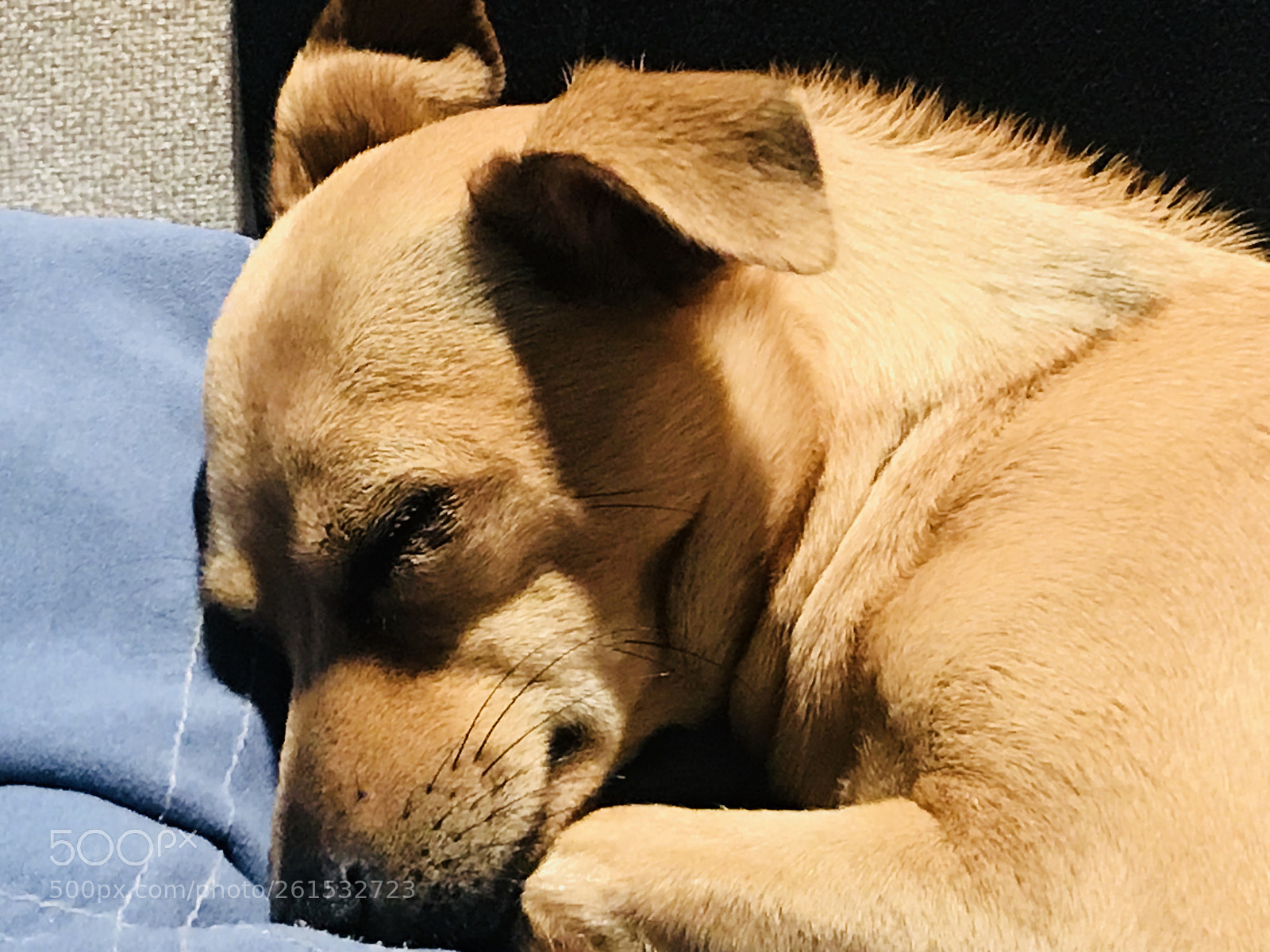 Apple iPhone 7 Plus sample photo. Sleepy photography