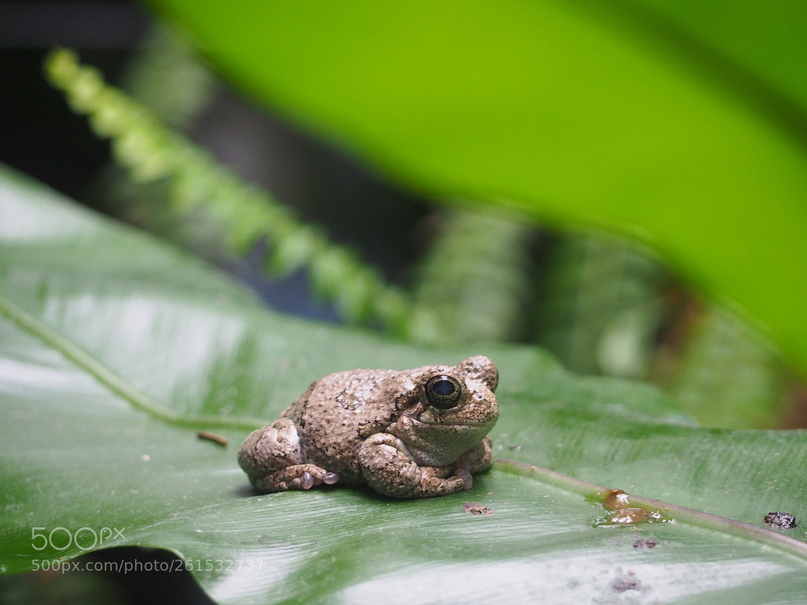 Olympus OM-D E-M10 II sample photo. Frog photography