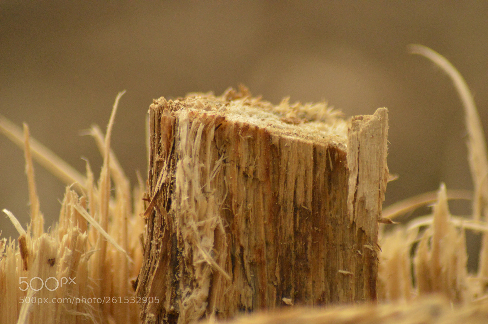 Nikon D3200 sample photo. Sawn tree stump photography