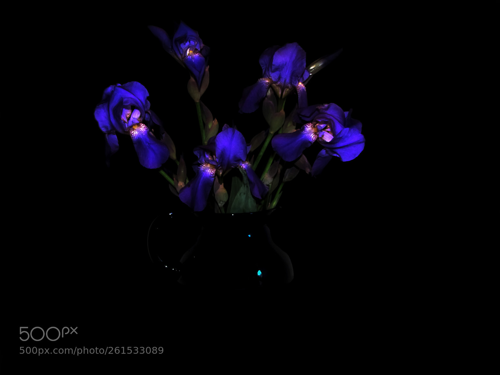 Canon PowerShot SX20 IS sample photo. Blue iris on black photography
