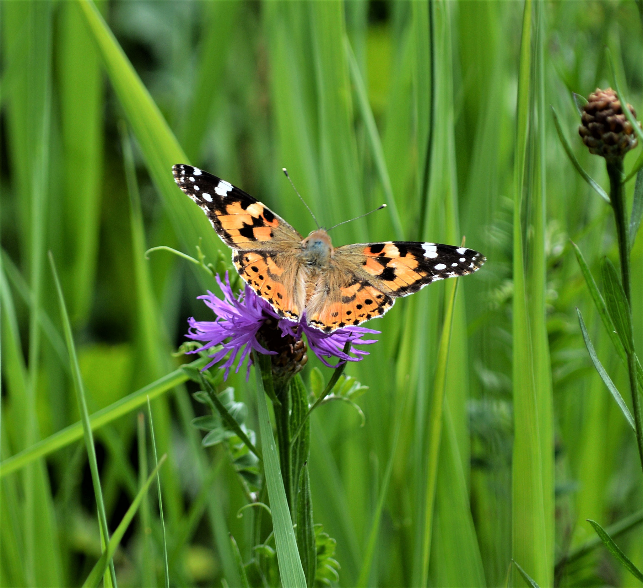 Nikon D3200 sample photo