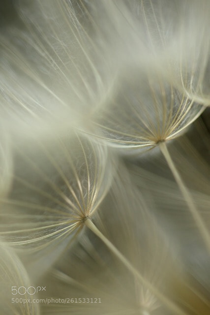 Canon EOS 7D Mark II sample photo. Salsify seed head. photography