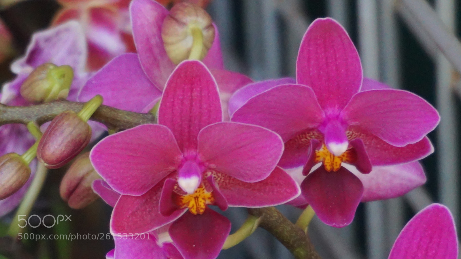 Sony a6000 sample photo. Flower photography