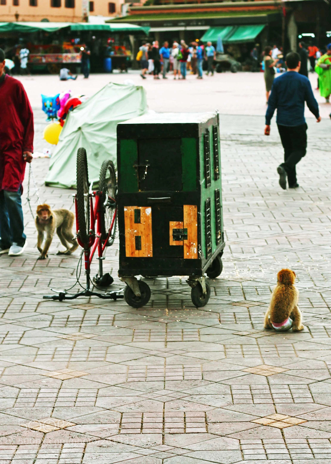 Canon EOS 1100D (EOS Rebel T3 / EOS Kiss X50) sample photo. Barbary monkeys photography
