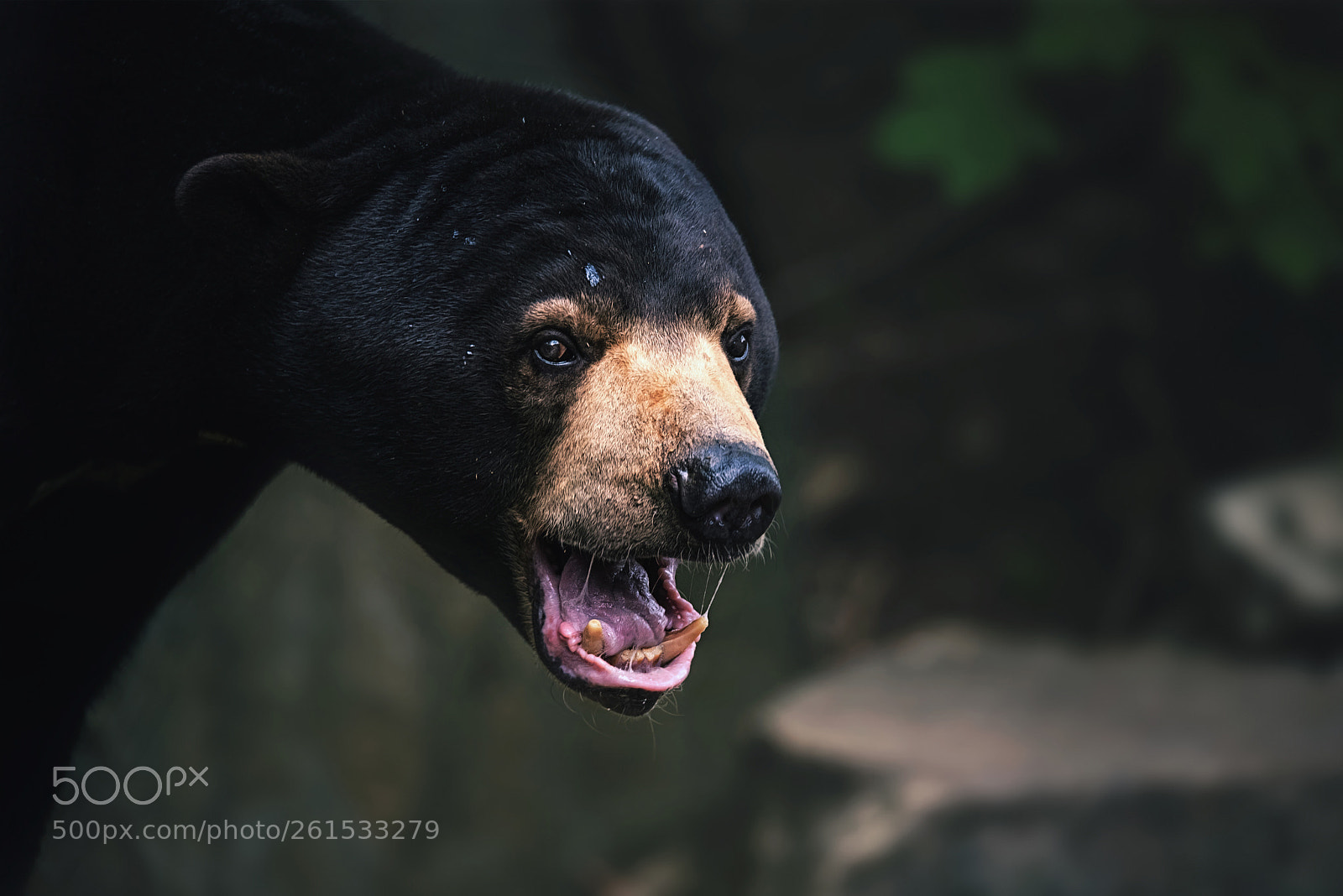 Nikon D750 sample photo. Malaysian bear photography