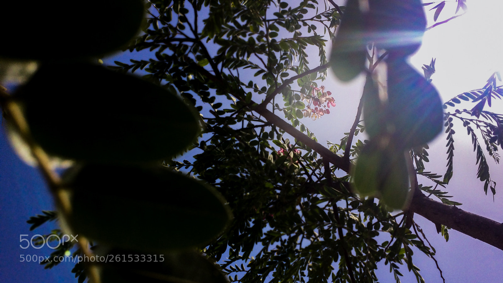Apple iPhone 5s sample photo. Flowers far away photography