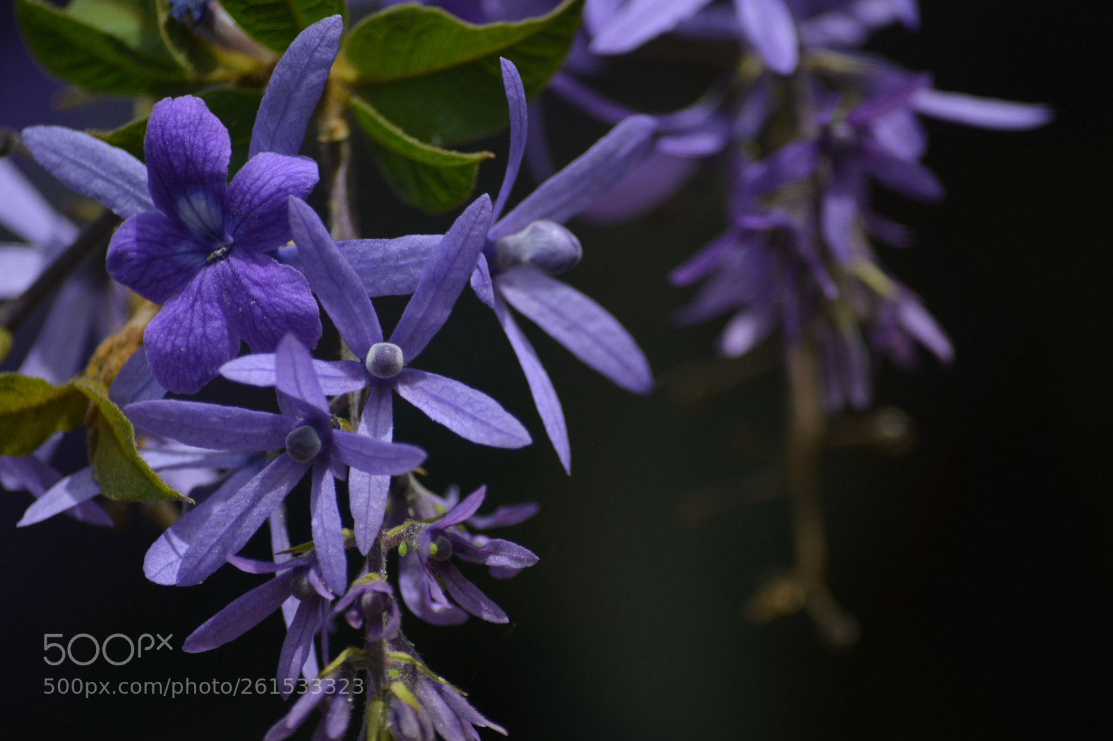 Nikon D5200 sample photo. Nazarenos.
naturaleza. photography