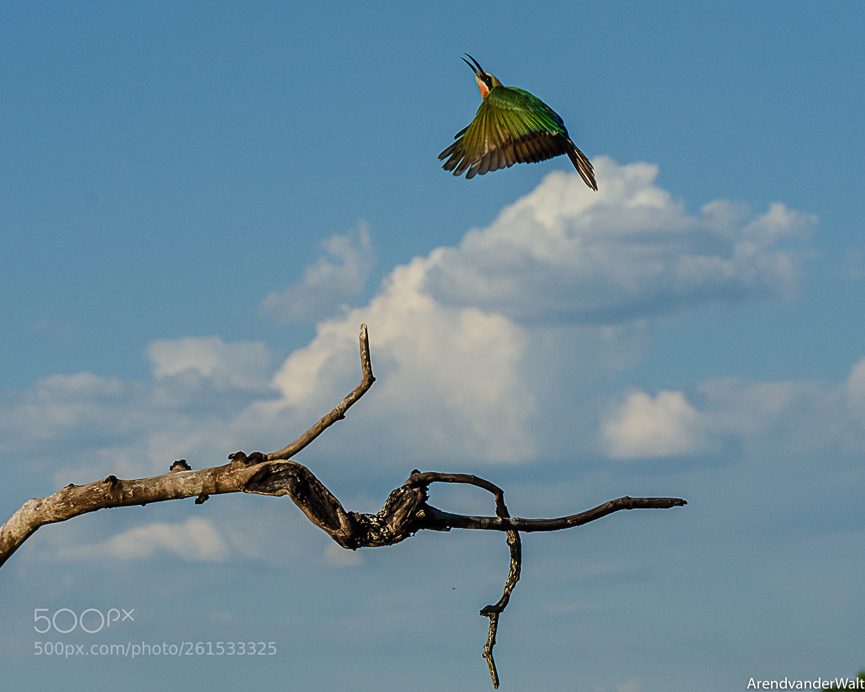 Nikon D7000 sample photo. Bee eater hunting photography